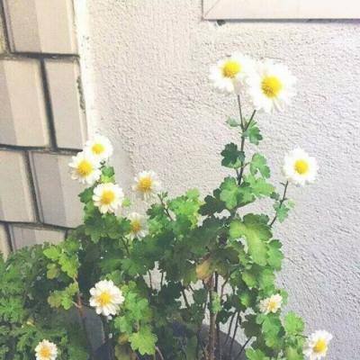 鸿蒙圣墟百度版下载